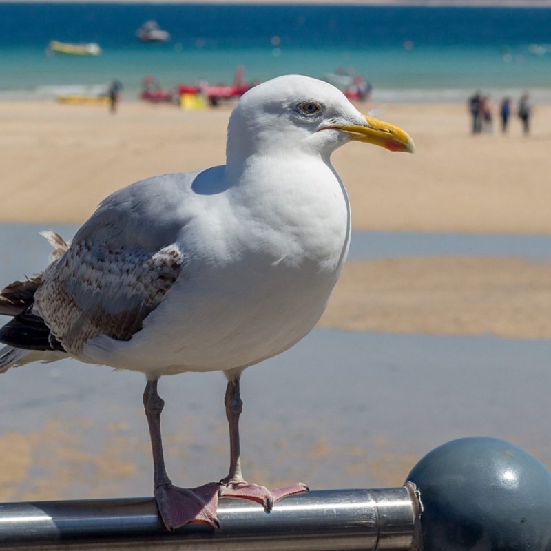 Know any Seagull&nbsp;Managers?