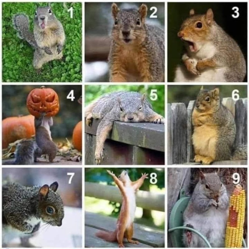 Which Squirrel Are You Today? Sharpening Your Axe with&nbsp;SEL