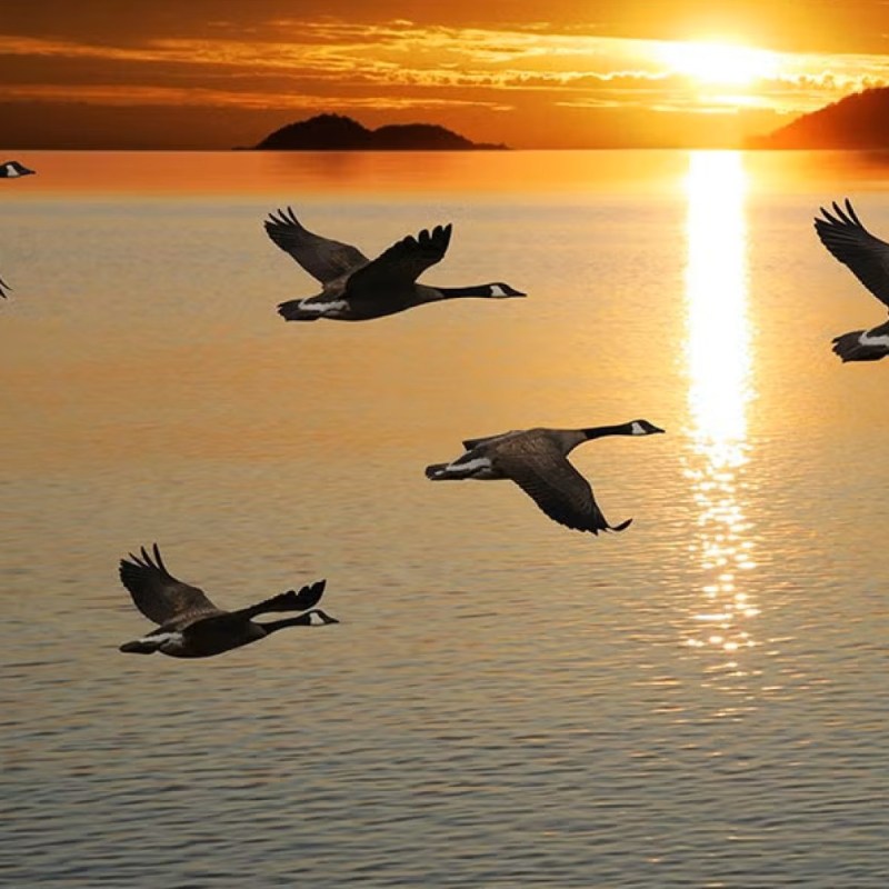 Flying in a V Formation During Turbulent&nbsp;Times